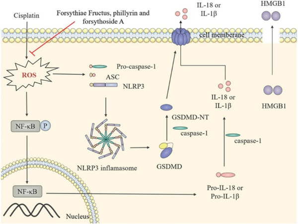  Potential of Forsythiae Fructus in Mitigating Chemotherapy-Induced Gastrointestinal Inflammation and Nausea 