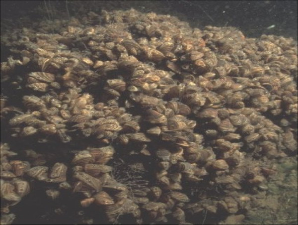  Invasive Species Corp. & the USGS Sign Cooperative R&D Agreement for Biological Technology to Control Invasive Mussels 