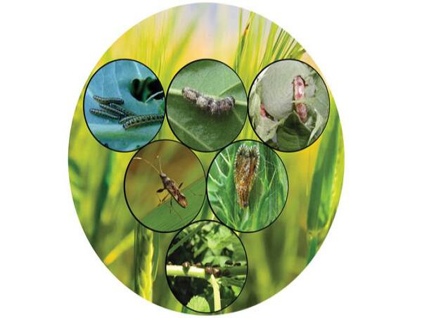 Biopesticides Market 2023 Increasing Demand, Growth and Strategic Outlook By 2030 | Valent BioSciences Corporation