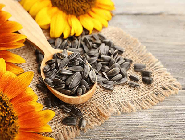 Sunflower Seeds Market 2023 Growth, Competitive Landscape, Upcoming Trends, Scope and Share Forecast Till 2030