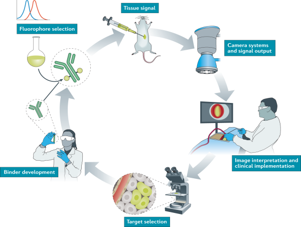 Fluorescence Guided Surgery Systems Market Growth Rate, Sales, Production, Market Shares by 2030