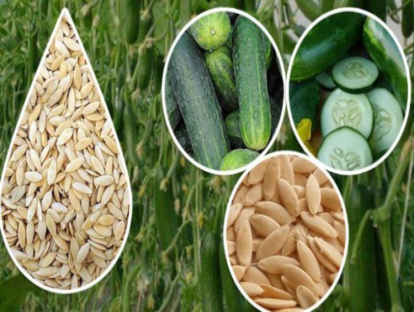  Cucumber Seeds Market Dynamics: Revenue Growth, Size Estimation, Upcoming Trends, Business Outlook, and Forecast By 2030 