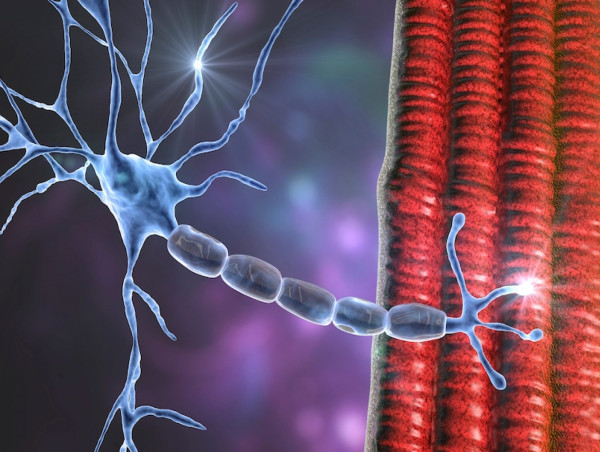  Amyotrophic Lateral Sclerosis (ALS) Market to Reach US$ 709.7 Million by 2033, at CAGR of 3.68% from 2023 to 2033 