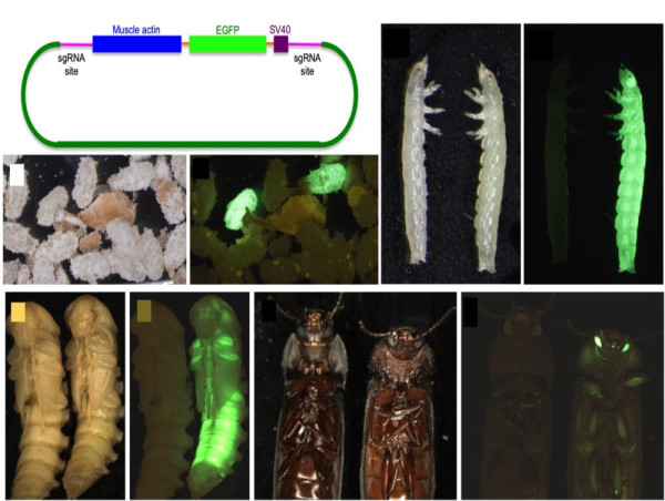  Research on the Mealworm Genome, Paving the Way for Sustainable Solutions 