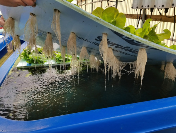 Healing Gardens: The Therapeutic Potential of Aquaponics for Diverse Communities