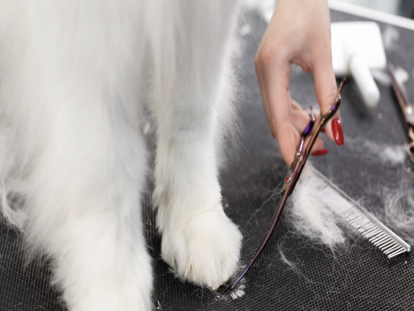 Embassy Vets Launches Comprehensive Pet Grooming Services