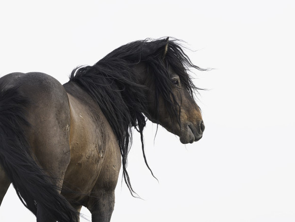 Windswept: New Work from Wild Horse Photographer, Maria Marriott