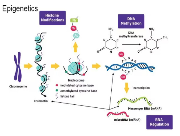 Epigenetics Market Unraveling Opportunities: Navigating the Dynamic Landscape 2023-2030 |Diagenode s. a, Illumina Inc.