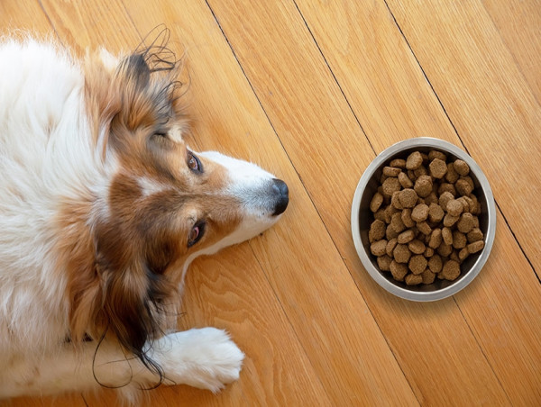 Dog Food Market Trends 2024-2032, Global Size, Share, Growth and Industry Segmentation