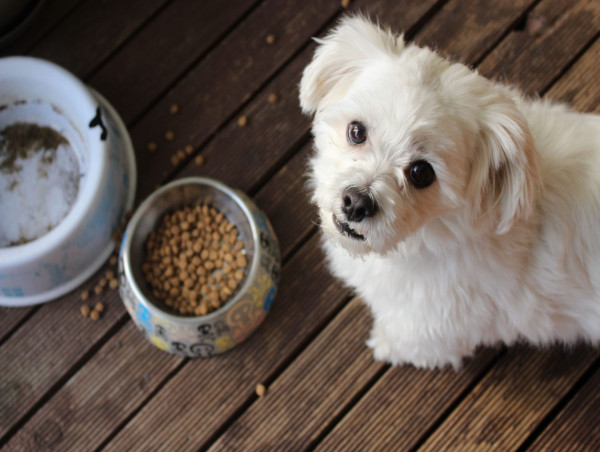  Chewy stock price forecast: Barclays sees a whopping 50% upside 