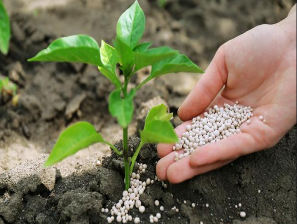 Ammonia Market Growth Analysis, Segment Scope, Emerging Innovations and Forecast by 2031 | Togliattiazot, BASF SE