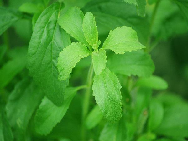 Japan Stevia Market Report 2024 | Size, Share, Demand, Growth, Trends & Forecast 2032