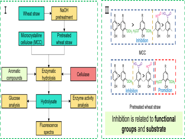 Impact of Diverse Aromatic Compounds on Enzymatic Hydrolysis of Cellulose and Wheat Straw