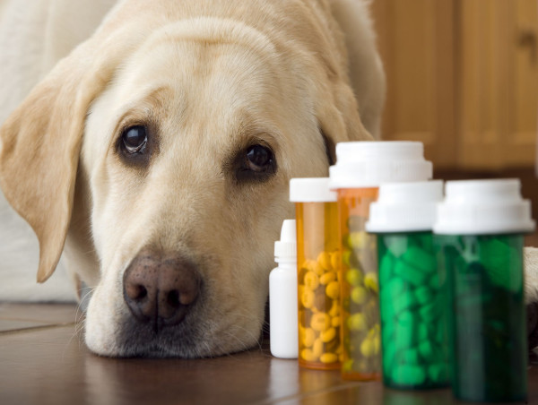 North America Companion Animal Drugs Market Enhanced Growth During 2024-2031 |Zoetis Inc, Ceva Santé Animal