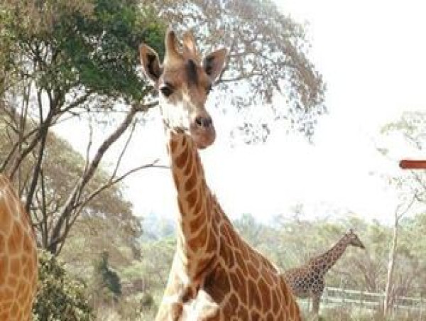 Go Wild With Green Earth Travel's Vegan Kenya Safari