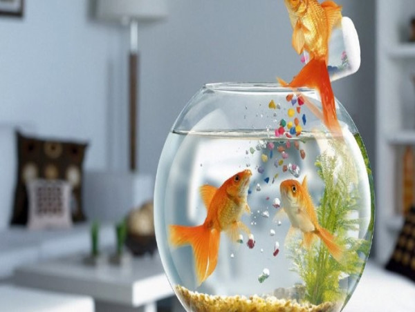 Ornamental Fish Feed Market Growth 2024, Latest Insights, Future Trends, Regional Landscape and Forecast to 2031