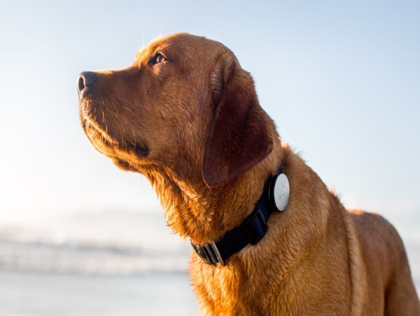  Smart Connected Pet Collar Market Size to Surpass USD 915.8 Million by 2032 | Exhibiting CAGR of 6.9% 