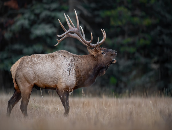 Elk Hunting Strategies: Techniques and Tips for Tracking and Hunting Elk