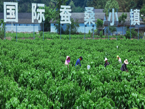 Haelixa and Trudel Silk to Bring Full Traceability and Transparency