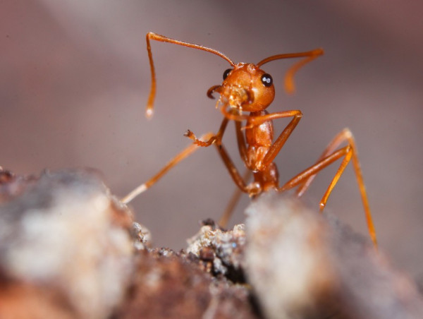  Rising Threat of Fire Ant Stings Spurs Brisbane First Aid Training Call to Action 