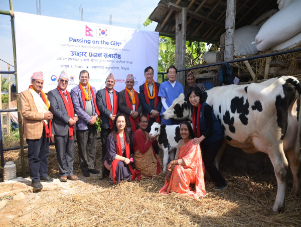 Nepal’s Dairy Sector Marks Major Milestone with First Calf Born by Holstein Cows Gifted from Korea