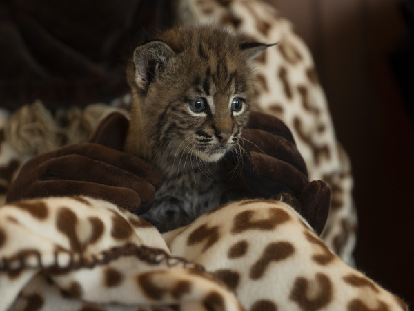 Santa Barbara Wildlife Care Network Announces New Doc