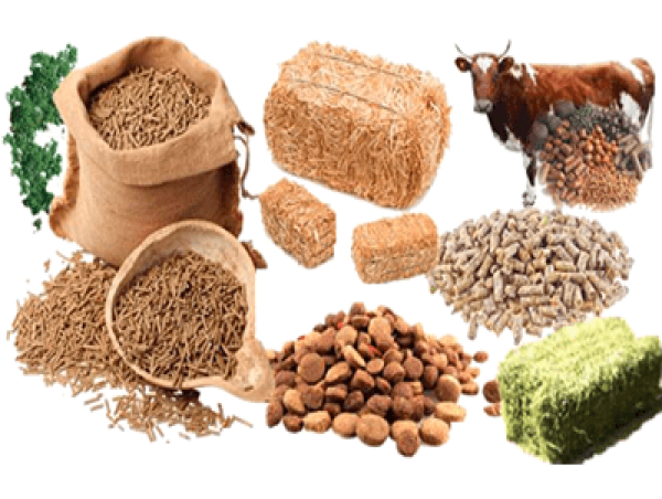  Animal Feed Manufacturing Plant Setup and Cost Analysis Report | Machinery, Raw Materials and Investment Opportunities 