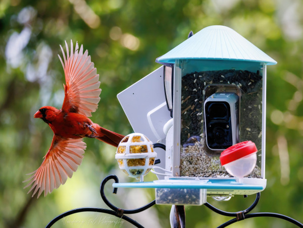 Birdfy Live Broadcasting Service: Livestreaming The Natural Beauty of Backyard to A Global Audience
