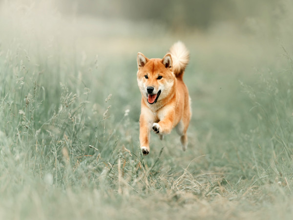 Bitcoin analyst expects more surges for memecoins: attention switches to KangaMoon
