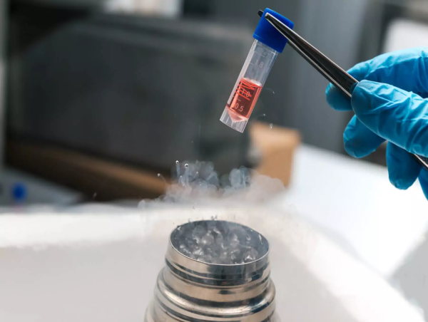 Stem Cells Market Projections and Future Opportunities Recorded for the Period until 2031 |Biotricity, Takara Bio Inc