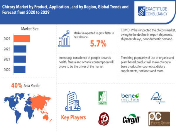 Chicory Market to hit USD 1136.38 Million by 2030, at a CAGR of 5.7% by Exactitude Consultancy