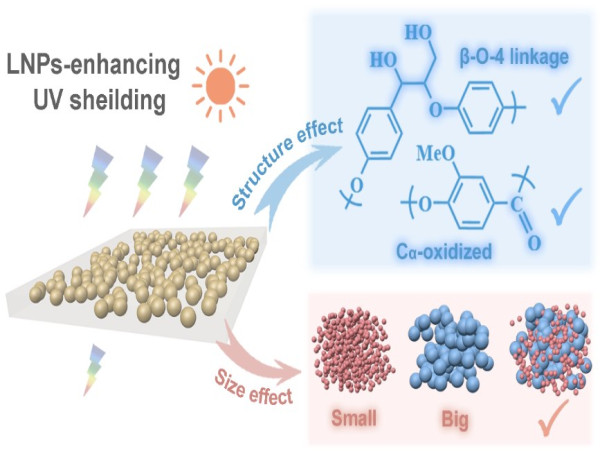  Harnessing Nature's Shield: Enhancing Sun Protection with Lignin Nanoparticles in Cosmetics 