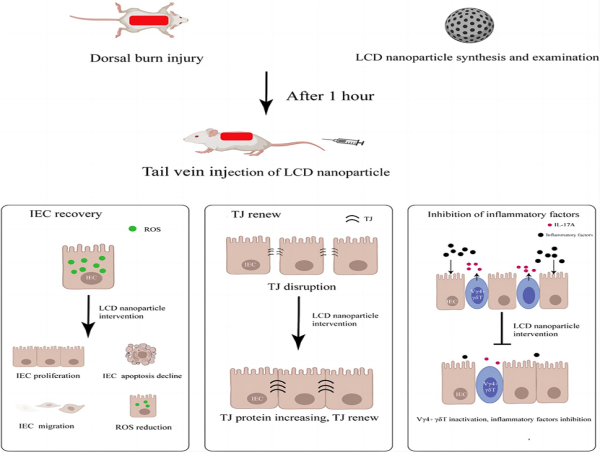 Revolutionary Nanoparticle Therapy Offers New Hope for Burn Victims