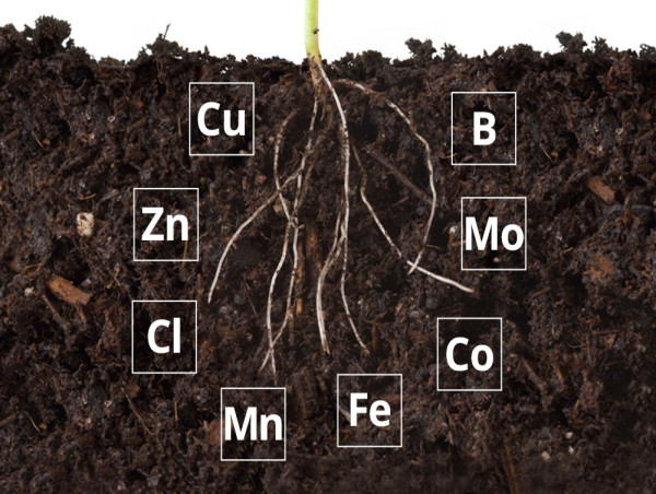 Micronutrients Fertilizers Market is expected to witness Incredible Growth during 2024-2031 | Yara International ASA