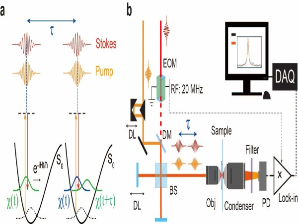  New excitation method of stimulated Raman scattering achieves natural-linewidth-limit spectral lines 