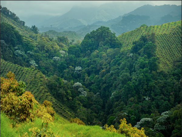  L'Impegno di Wakate per il Futuro Sostenibile della Colombia: Trasformare l'Agricoltura con un Impatto Positivo 