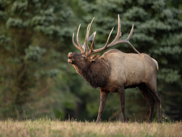 Expert Insights on Preparing and Cooking Wild Game: A Culinary Adventure with Red Deer and Elk
