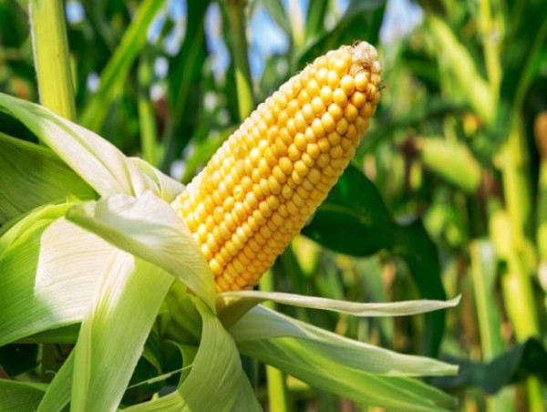 US Corn futures and other grains volatile ahead of US farming data