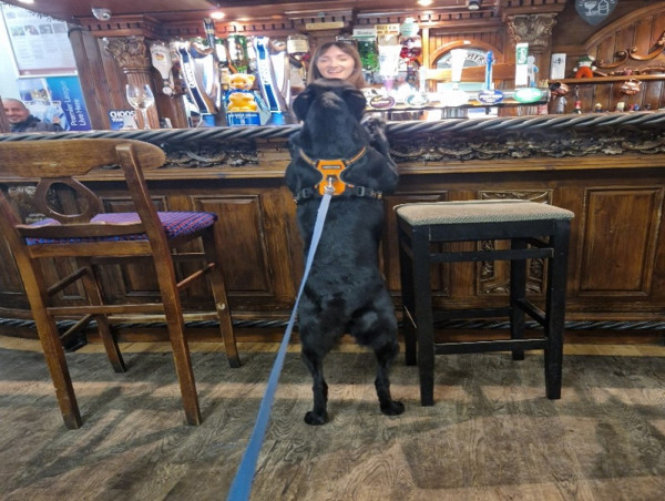 Is Dog Fame The Way Forward?