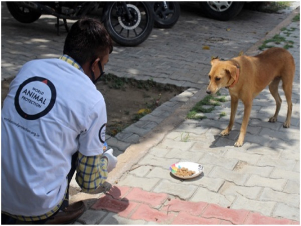  World Animal Protection and NDMC Feed Hundreds of Stray Dogs in Delhi 