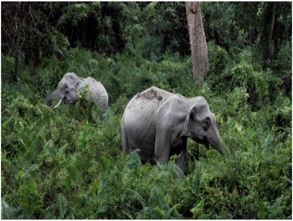  Ending Wildlife Trade will Protect the Environment; Reduce Risk of Future Pandemics like COVID-19 