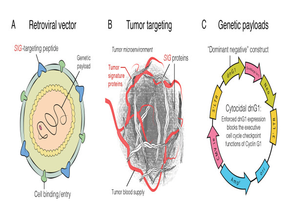DELTAREX-G TUMOR AGNOSTIC THERAPY SHOWS CLINICAL BENEFIT IN CHEMORESISTANT STAGE 4 SARCOMA, PANCREATIC AND BREAST CANCER