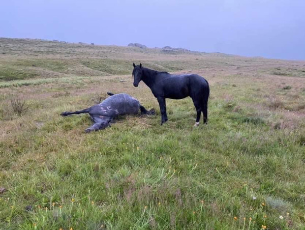  Government Ordered Aerial Shooting Of Australia’s Wild-living Heritage Brumbies Has Commenced 