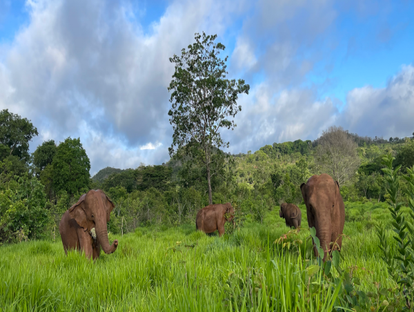  GLOBAL SANCTUARY FOR ELEPHANTS AND BROADWAY'S WATER FOR ELEPHANTS FORGE PARTNERSHIP FOR CAPTIVE ELEPHANT WELFARE 