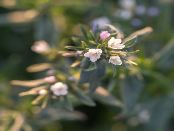 Ahiflower® Now Authorized in Turkey: A Milestone for Natures Crops International and Phytonet