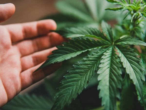 US moves to reclassify marijuana as low-risk drug, sparks surge in cannabis stocks