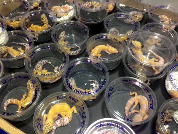  New Study Reveals Disturbing Animal Welfare Issues And Pandemic Potential Of Pet Reptile Markets 