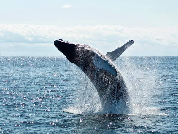 Tellor’s (TRB) market value doubles within a week amid surged whale activity
