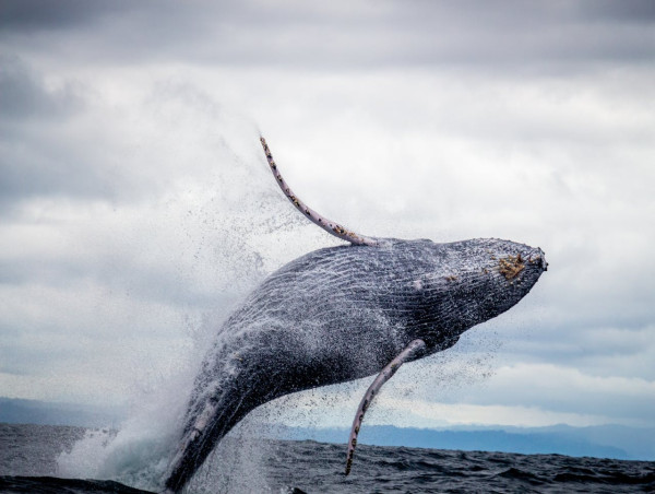 Dormant Bitcoin whale resurfaces after 10 years, moves $44 Million in BTC