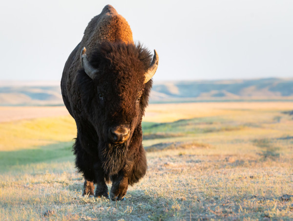 The American Bison: Decimation to Official National Mammal